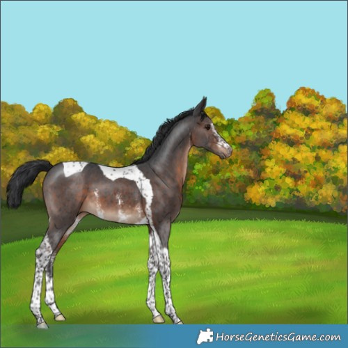 Horse Color:Brown Sabino Tobiano 