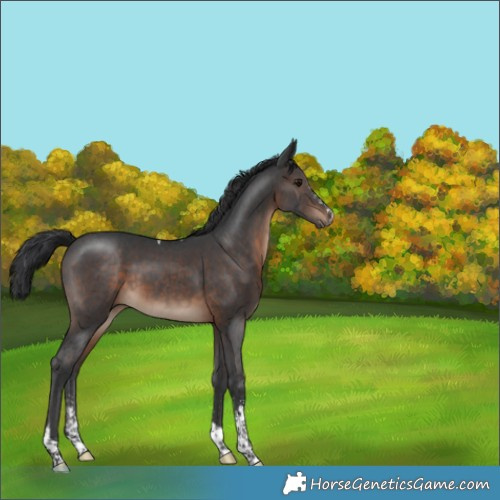 Horse Color:Brown Sabino Tobiano 