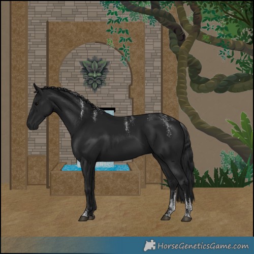 Horse Color:Black 