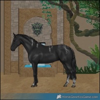 Horse Color:Black 