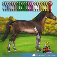 Horse Color:Brown Tobiano