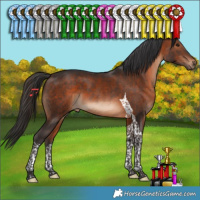 Horse Color:Brown Tobiano