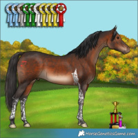 Horse Color:Brown Tobiano