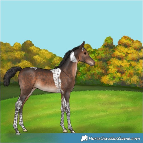 Horse Color:Bay Tobiano 