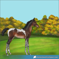 Horse Color:Brown Tobiano 