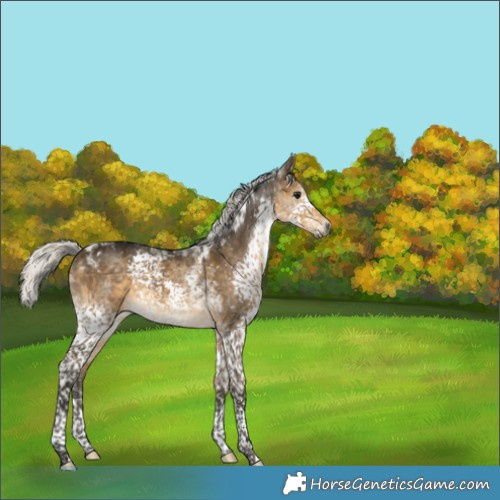 Horse Color:Gray Silver Buckskin Splash Tobiano Appaloosa 