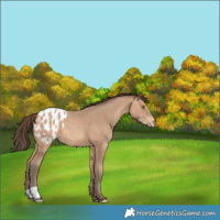 Horse Color:Amber Champagne Appaloosa