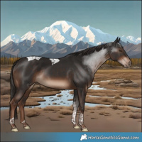Horse Color:Liver Chestnut Tobiano Rabicano 
