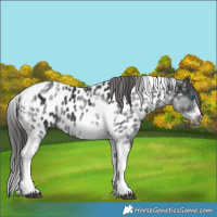 Horse Color:White Spotted Black Splash Tobiano Frame Appaloosa 