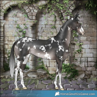 Horse Color:Platinum White Spotted Liver Chestnut Rabicano