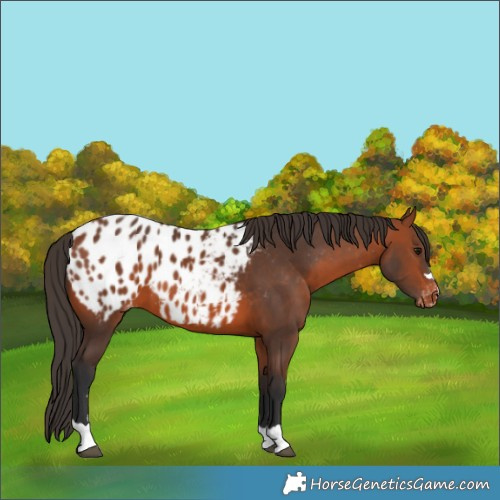 Horse Color:Bay Appaloosa 