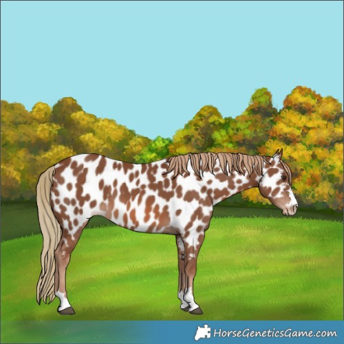 Horse Color:Chestnut Appaloosa