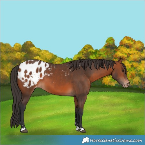 Horse Color:Bay Appaloosa 