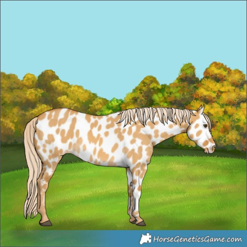 Horse Color:Palomino Dun Appaloosa 