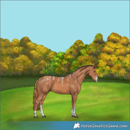 Horse Color:Powder White Chestnut 