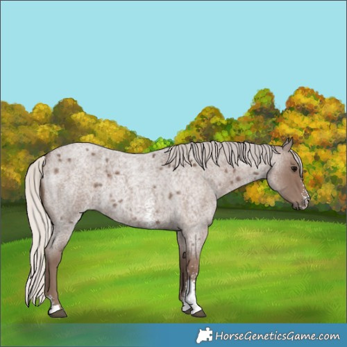 Horse Color:Silver Blue Roan Sabino 