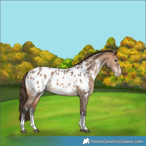 Horse Color:Bay Dun Sabino Appaloosa 