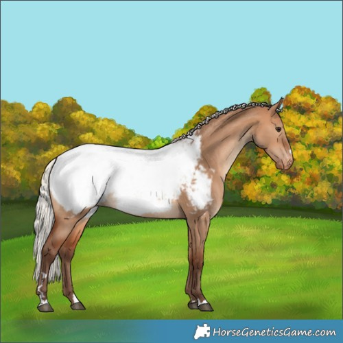 Horse Color:Silver Bay Dun Appaloosa 