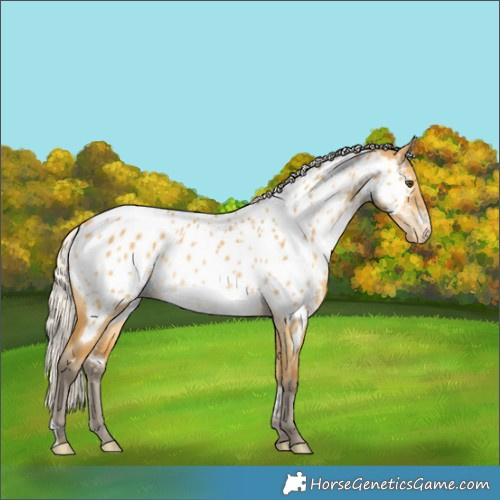 Horse Color:Silver Buckskin Dun Near Leopard 