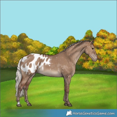 Horse Color:Silver Grullo Appaloosa 