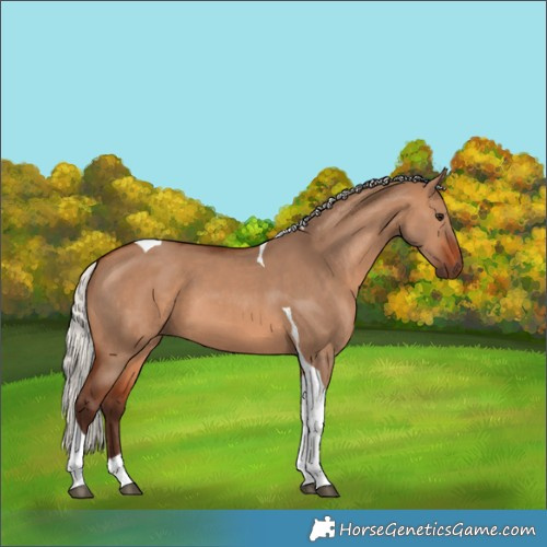 Horse Color:Silver Brown Dun Tobiano 