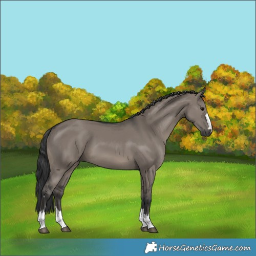 Horse Color:Grullo 