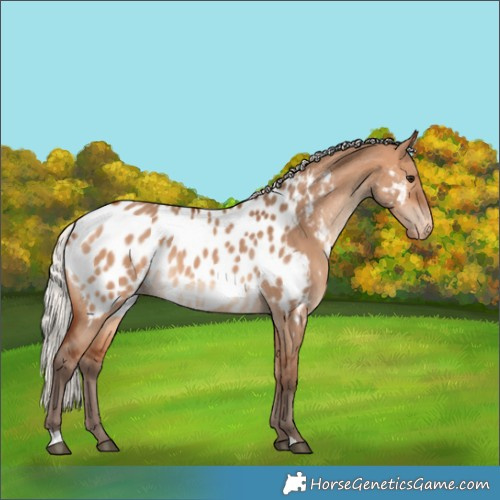 Horse Color:Silver Bay Dun Appaloosa 