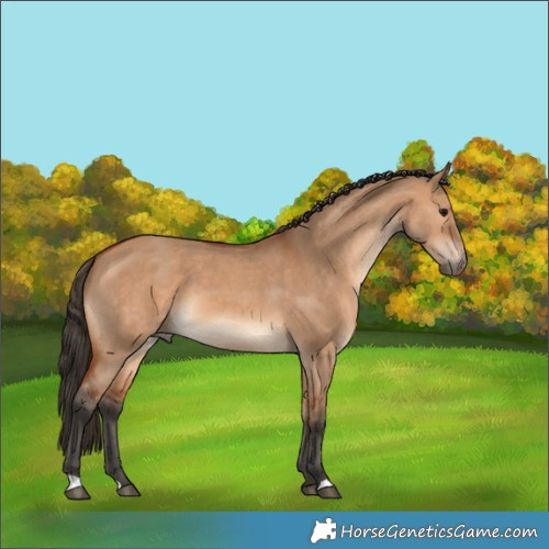 Horse Color:Bay Dun 