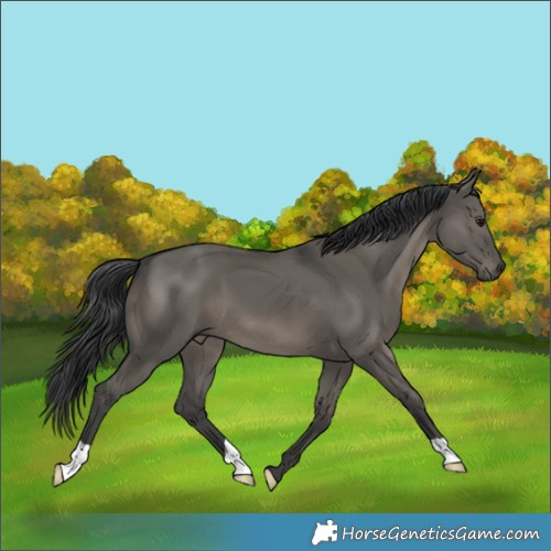 Horse Color:Grullo 