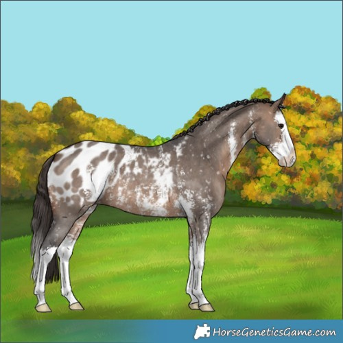 Horse Color:Brown Dun Sabino Splash Appaloosa 