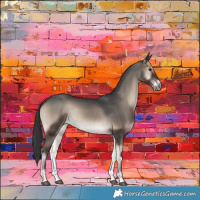 Horse Color:Blue Onyx Rabicano