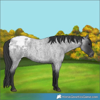 Horse Color:Blue Roan Appaloosa