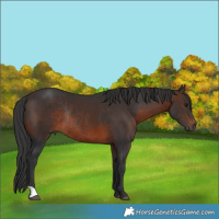 Horse Color:Brown Rabicano 