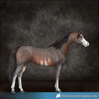 Horse Color:White Spotted Bay 