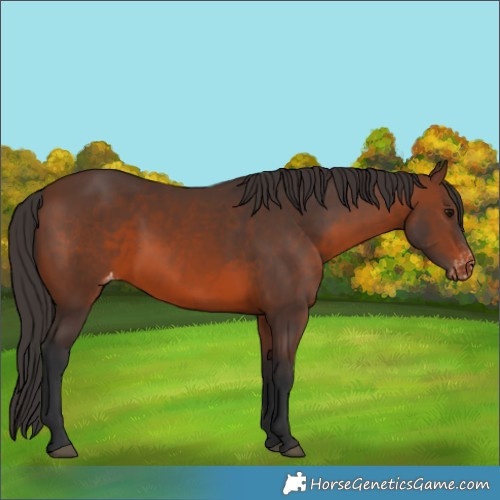Horse Color:Brown Appaloosa 