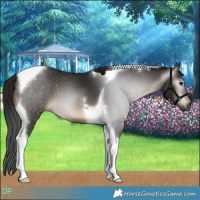 Horse Color:Gray Brown Tobiano 