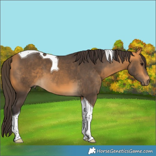 Horse Color:Buckskin Tobiano 
