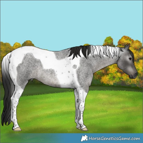 Horse Color:Gray Smoky Blue Roan Tobiano 