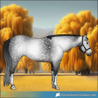 Horse Color:Gray White Spotted Brown 