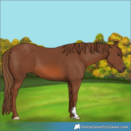 Horse Color:Chestnut 