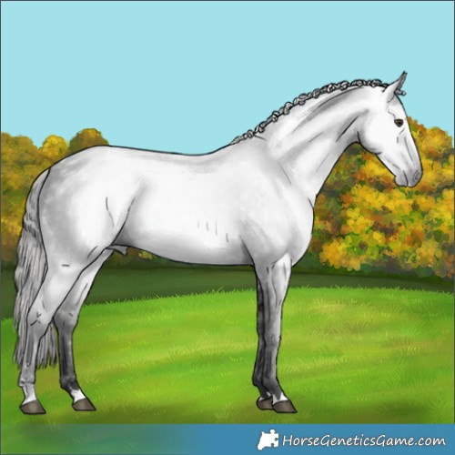 Horse Color:Gray Liver Chestnut 