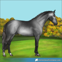 Horse Color:Gray Liver Chestnut 