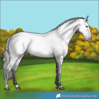 Horse Color:Gray Liver Chestnut 