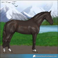 Horse Color:Liver Chestnut 
