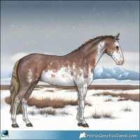Horse Color:White Spotted Chestnut Sabino Rabicano 