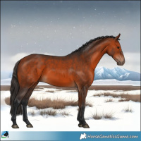Horse Color:White Spotted Bay Rabicano