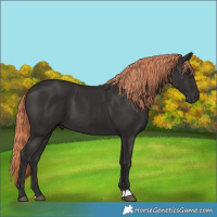 Horse Color:Liver Chestnut 