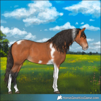 Horse Color:Bay Tobiano Frame 