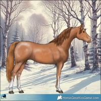 Horse Color:Chestnut Sabino