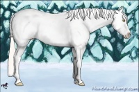 Horse Color:White Spotted Silver Classic Champagne Dun Splash Tobiano Frame Appaloosa 
